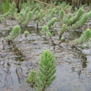 Parrot Feather (Myriophyllum Brasiliense)