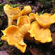 Golden Chanterelle (Cantharellus Cibarius)