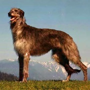 Scottish Deerhound