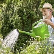 Take Care of a Plant