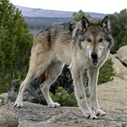 Lobo