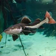 Red-Tailed Catfish