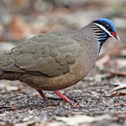 Blue-Headed Quail Dove