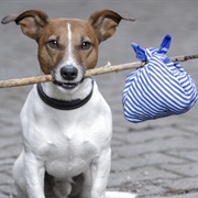 Lost Your Dog When You Were Wasted.. Even for a Little While