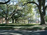 ULL Campus Oak Trees, St Mary St, Lafayette