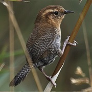 Santa Marta Wren