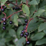 Bird Cherry (Prunus Padus)