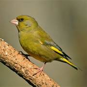 European Greenfinch