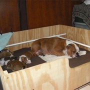 Box Whelping Box