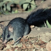 Brush-Tailed Phascogale