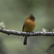 Tufted Flycatcher