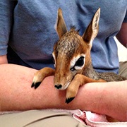 Dik-Dik