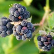 European Dewberry (Rubus Caesius)