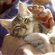 Listening to Your Cat's Purring While It's Resting on Your Chest