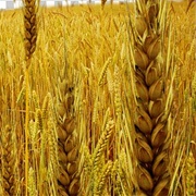 Parable of the Tares