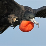 Magnificent Frigatebird (Antigua & Barbuda)