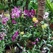 Kuala Lumpur Botanical Gardens