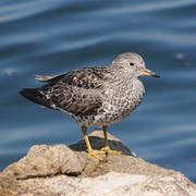 Surfbird