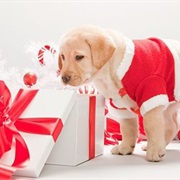 Christmas Presents for Pets