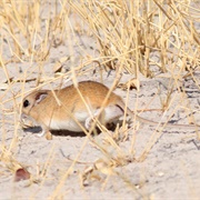 Bushveld Gerbil