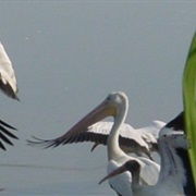 Ernest F. Hollings ACE Basin National Wildlife Refuge