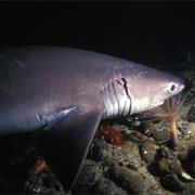 Six-Gill Shark