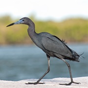 Little Blue Heron