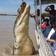 Mangrove & Crocodile Tours in the Caribbean