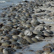 Delaware National Estuarine Research Reserve