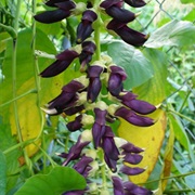 Velvet Bean (Mucuna Pruriens)