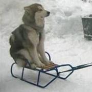 Sled