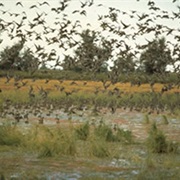 Mark Twain National Wildlife Refuge