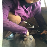 Play With a Giant River Otter Pup