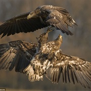 Kiskunsag National Park, Hungary