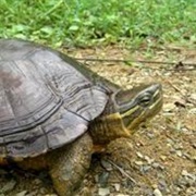 Vietnamese Pond Turtle