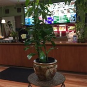 Teriyaki Bowl (Marysville, Washington)