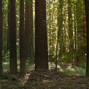 Navarro River Redwoods State Park, California