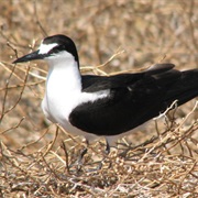 Sooty Tern