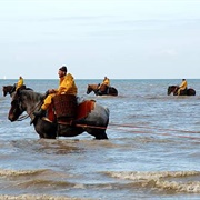 Shrimp Fishing on Horseback, Belgium