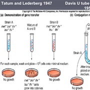 Bacterial Mating Discovered (1947)