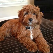 Cavapoo