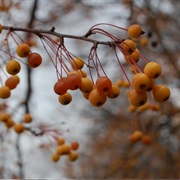 Hall Crabapple (Malus Halliana)
