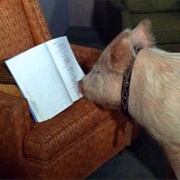 Arnold Ziffel (Green Acres)