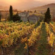 Work at a Vineyard in Italy
