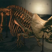 Tricera Torso