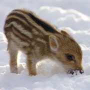 Collect Chestnuts for Boar-Feeding-Stations