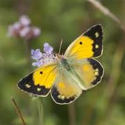 Clouded Yellow