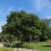 Tea Crabapple (Malus Hupehensis)