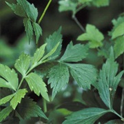 Virginia Waterleaf (Hydrophyllum Virginianum)