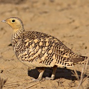 Chestnut-Bellied Sandgrouse